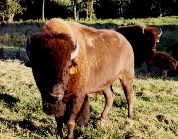 Searles Buffalo